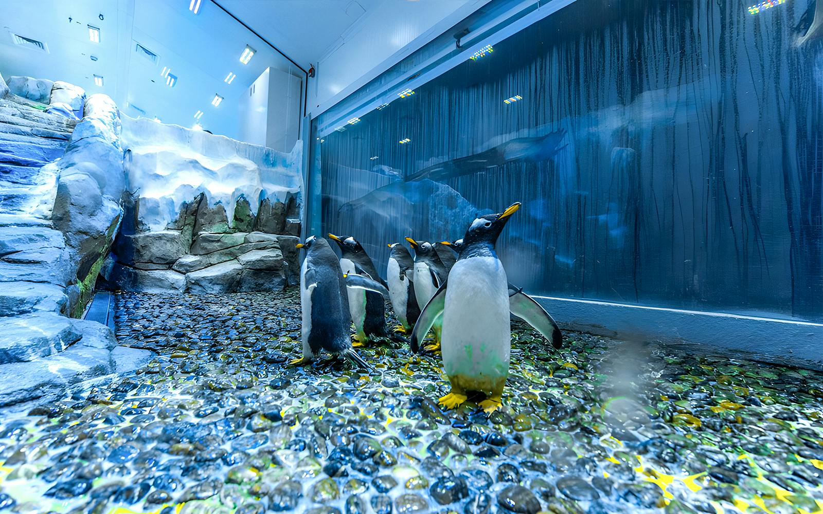 Dubai Aquarium & Zoo