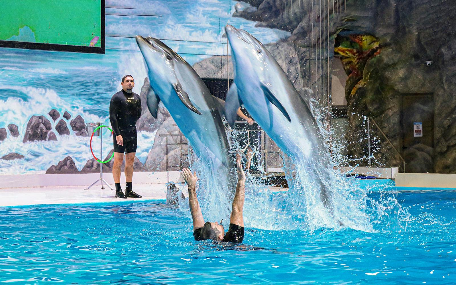 Dolphinarium